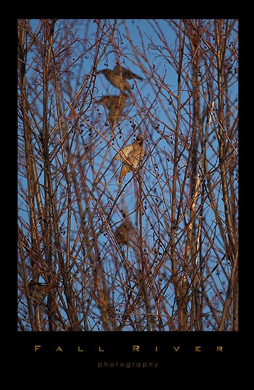 BoWaxWing