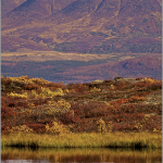 waterfowl on Denali Highway