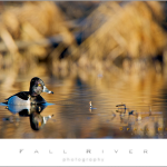 Ringed Neck Duck on water