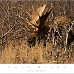 Alaska Bull Mooose