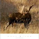 Big alaska bull moose