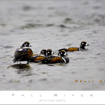 Harlequin Duck in a row