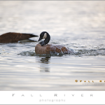 Canadian Goose Bathing
