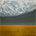 Sandhill Crane