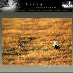 Watchful King Eider. Alaska